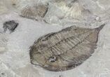 Dalmanites Trilobite With Other Fossils - New York #68092-2